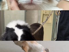 -乐琪宠物医院·犬猫专科·骨外科·急重症