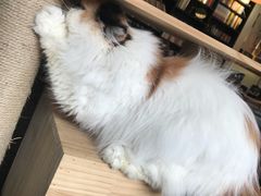 吉丁猫可可-吉丁鸟咖·异宠·寄养