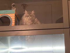 -猫大福·Fortune Cat猫舍(百子湾店)