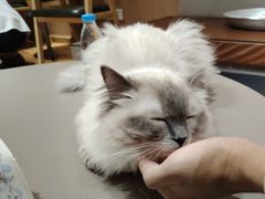 -MOCHA明星猫咖(田子坊店)