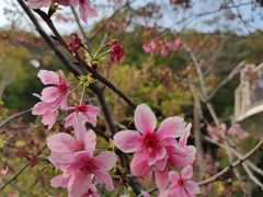-狐尾山公园