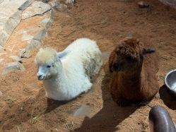 -Zoolung Zoolung动物主题公园(海信广场店)