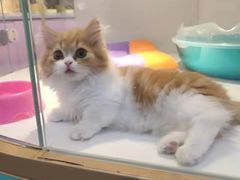 -龟与熊猫宠物公园(南坪店)