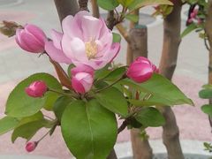 -海棠花溪(元大都城垣遗址公园)