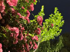 -盘龙城国家考古遗址公园