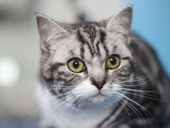 -瑞鹏宠物医院犬猫全科(真大分院)