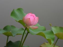 -洪湖家庭农场·团建·露营·会议