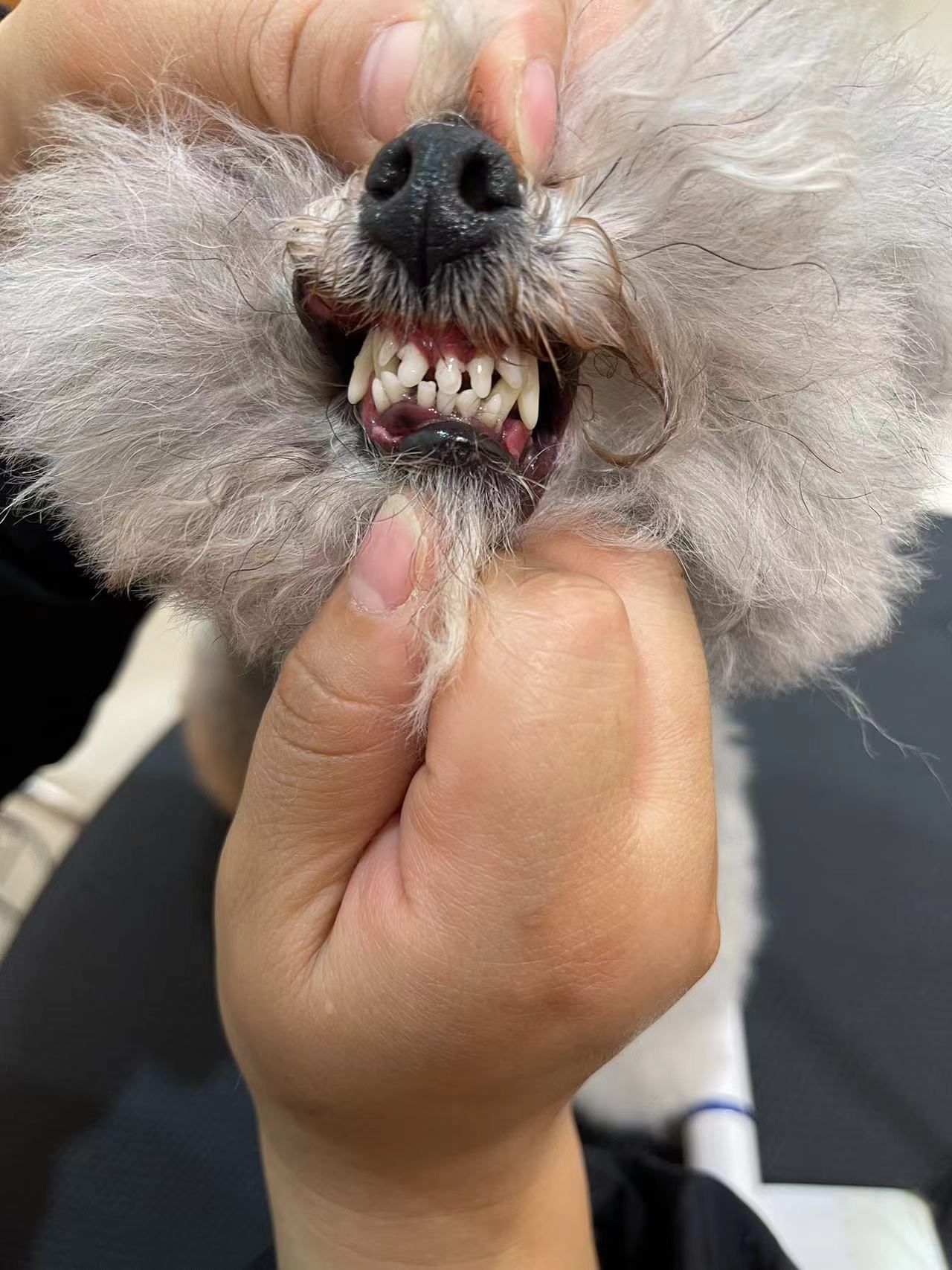 小狗子的大黄牙消失啦!