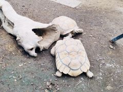 -白洋淀景区