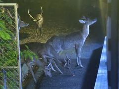 -清迈夜间动物园