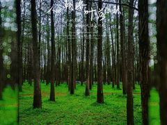 -上海共青森林公园