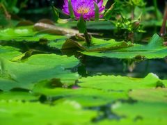 -国家植物园南园