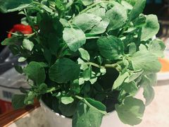 西洋菜-淘米捞·米汤脆鲩鱼火锅(福田皇岗店)