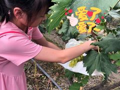 -马陆小张葡萄园农家乐