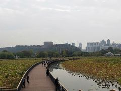 -月湖风景区