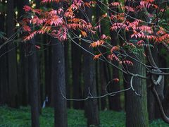 -上海共青森林公园