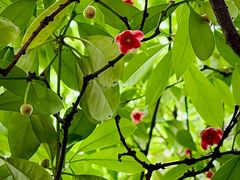 -东山雕花楼
