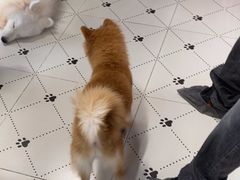 -毛绒耶耶撸宠馆·猫咖·狗咖·荷兰猪咖