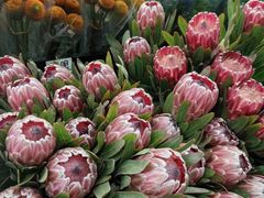 -嘉华鲜花饼·现烤(昆明老街店)