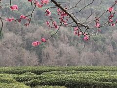 -中国茶叶博物馆(双峰馆区)
