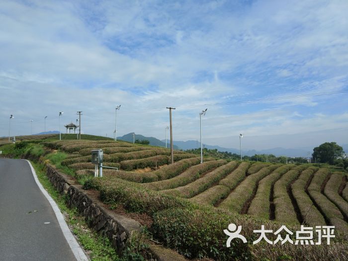 大木山骑行茶园景区图片 - 第27张