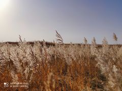 -金塔沙漠胡杨林景区