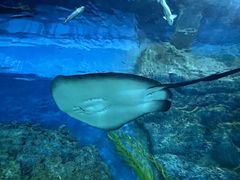 -芜湖新华联大白鲸海洋公园