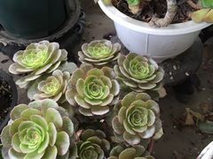 -金科花卉市场