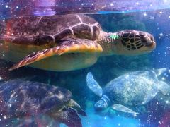 -烟台海昌鲸鲨海洋公园