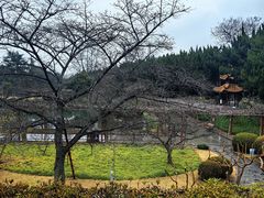 -嘉定紫藤园