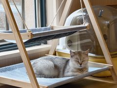 -唐小姐の私宠·宠物洗护美容·撸猫馆·购宠(周浦万达旗舰店)