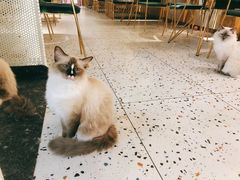 -喵喵咪呀布偶猫咖(春熙路店)