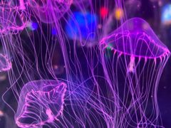 -太平洋海底世界