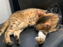 -猫色咖啡·猫咖