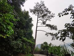 -广州市流溪河国家森林公园