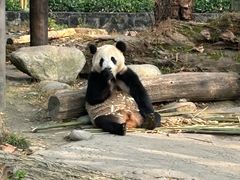 -都江堰中华大熊猫苑