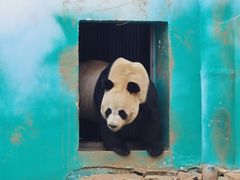-栾川竹海野生动物园