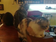 -猫色咖啡·猫咖