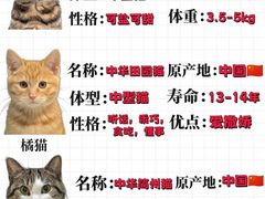-喵百万·布偶·蓝金金渐层英短·猫舍(百子湾店)