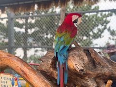 -西霞口神雕山野生动物世界