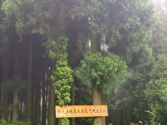 -武陵山森林公园