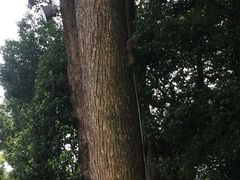 -峨眉山报国寺
