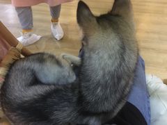 甜甜-Husky Go! 哈士奇体验馆·宠物咖啡厅狗咖