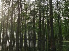-渌洋湖湿地公园
