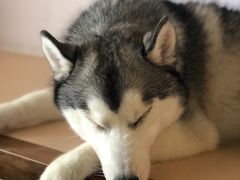 -Husky Go! 哈士奇体验馆·宠物咖啡厅狗咖