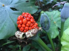 -深圳观澜格兰云天国际酒店