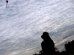 -春花秋色城市公园