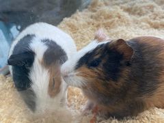 -怪兽屋·羊驼·猫咖·狗咖(俊华广场店)