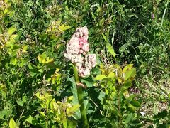 -白草畔自然风景区