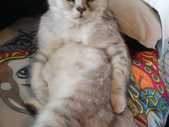 -more than meow吴止猫主题餐厅(承德 中船汇店)